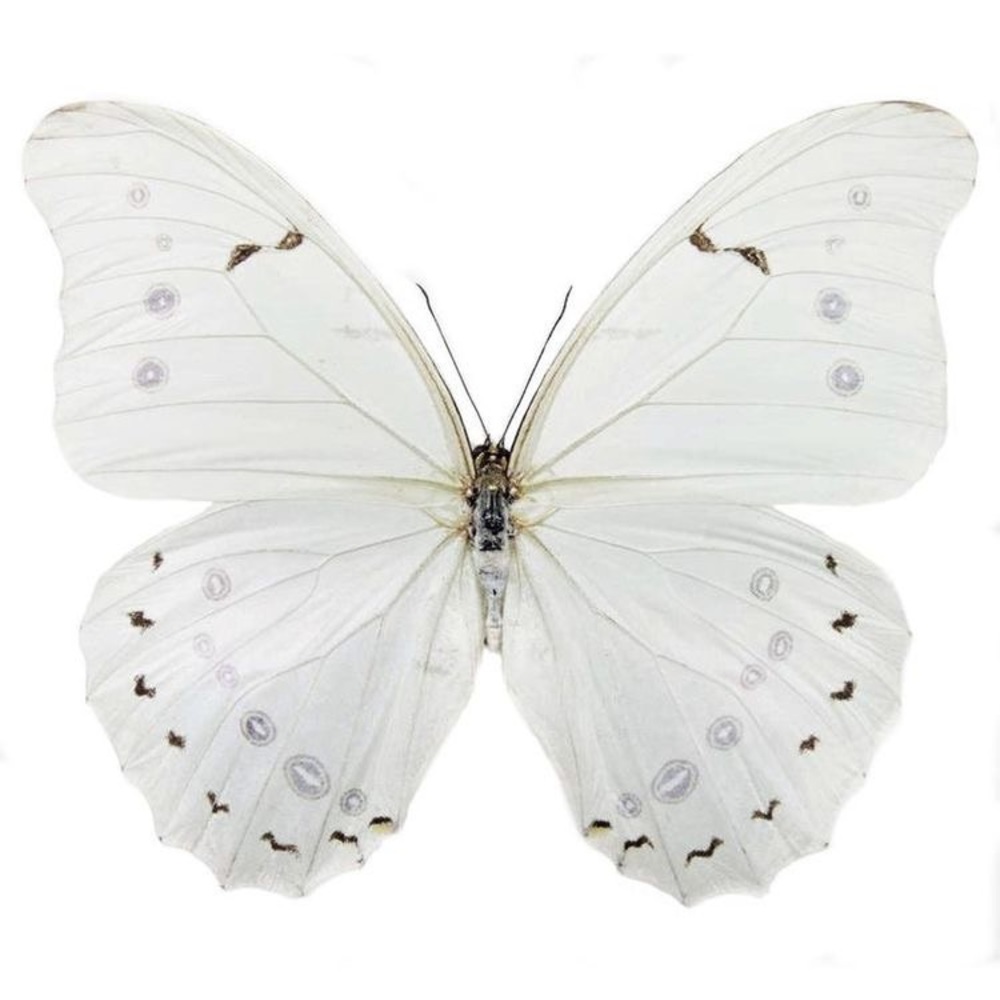 Meet your Posher, Phantom Fairy